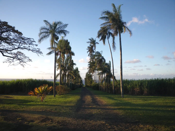 La Vanilleraie - Domaine du grand Hazier