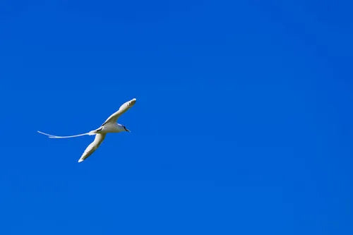 Paille-en-queue, papangue, tuit-tuit : les oiseaux stars de La Réunion