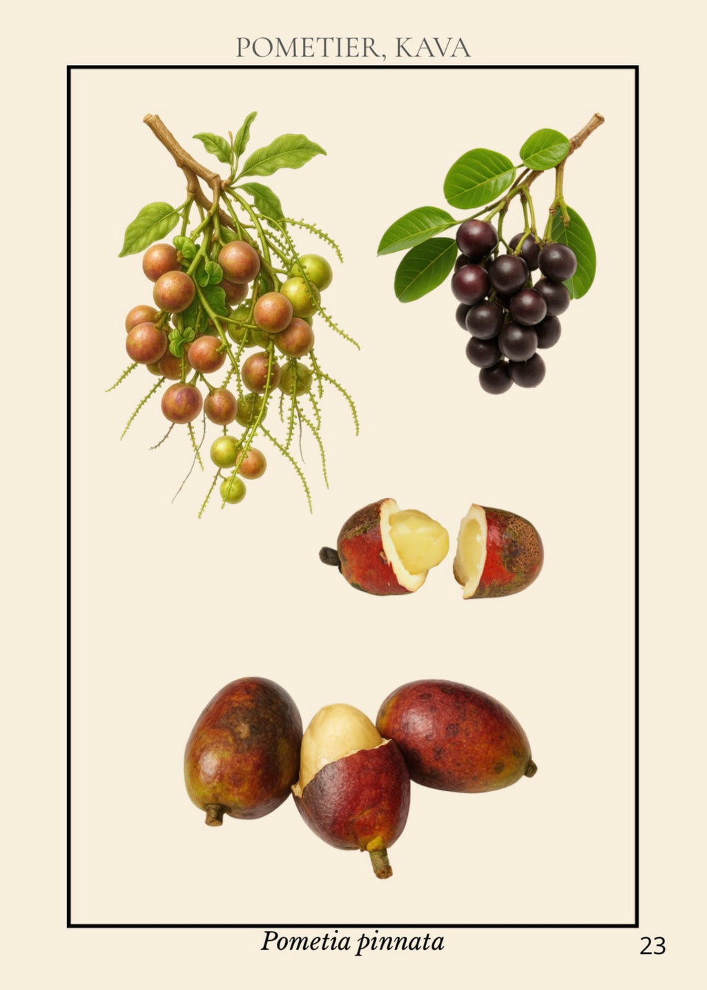 Livre Numérique - Le grand guide visuel de La Réunion - 213 pages