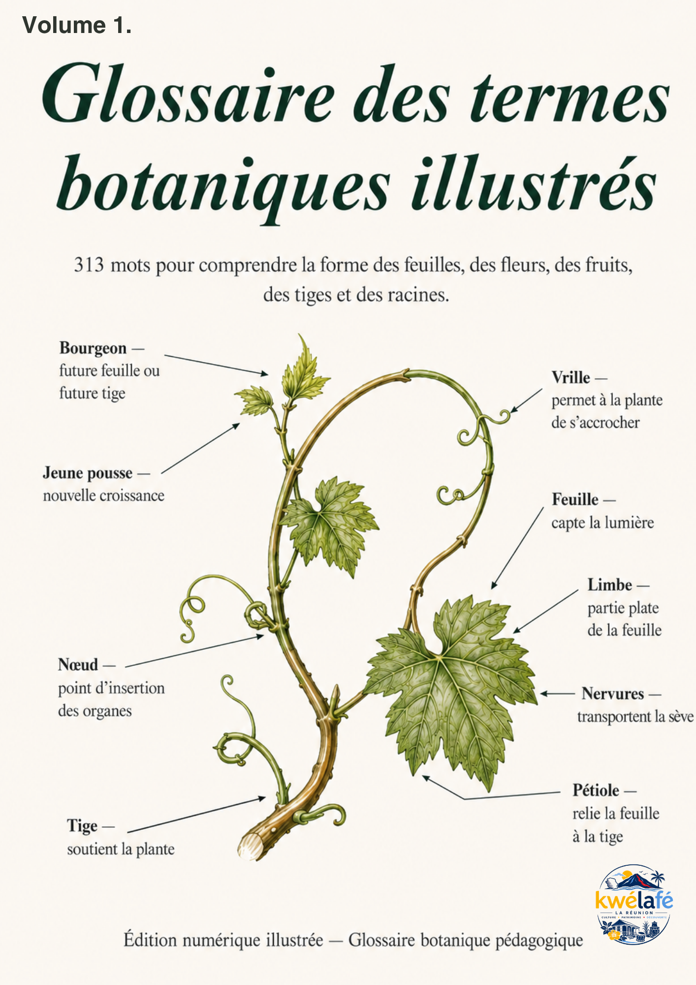 Glossaire des termes botaniques illustrés - Volume 1