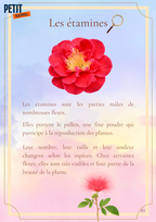 Voyage au cœur des fleurs de La Réunion