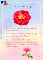 Voyage au cœur des fleurs de La Réunion