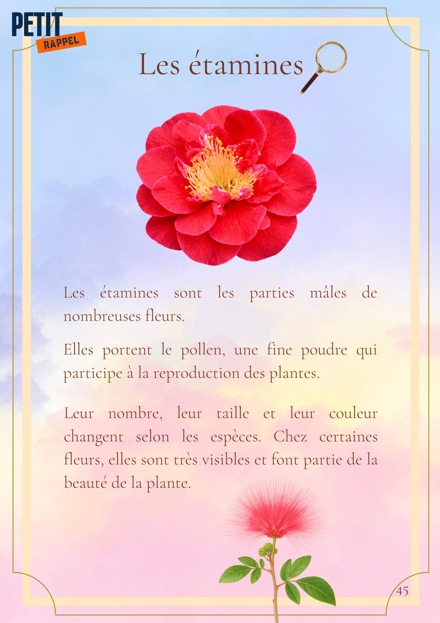 Voyage au cœur des fleurs de La Réunion