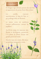 Voyage au cœur des fleurs de La Réunion