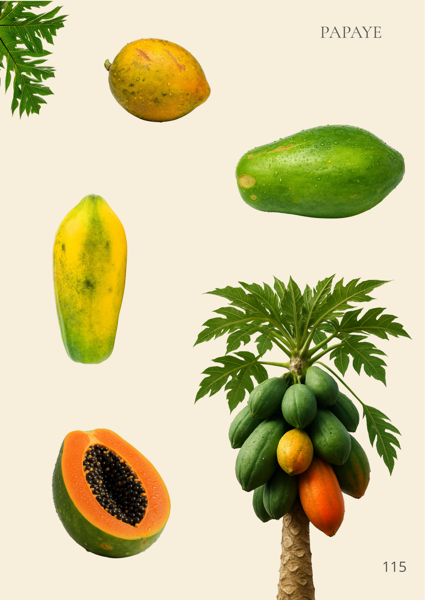 Le grand guide visuel de La Réunion - 263 pages