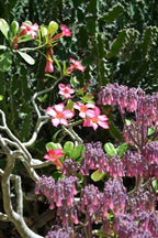 Jardin d‘Éden