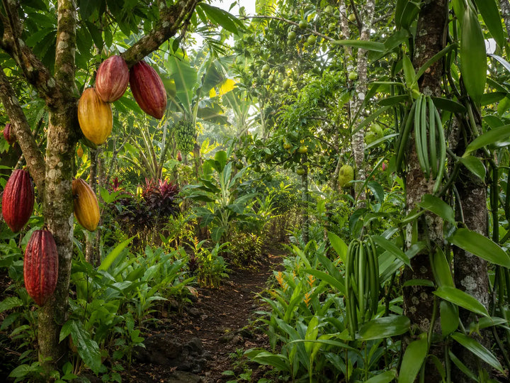Bitasyon Bio : découverte du cacao, de la vanille et des fruits rares