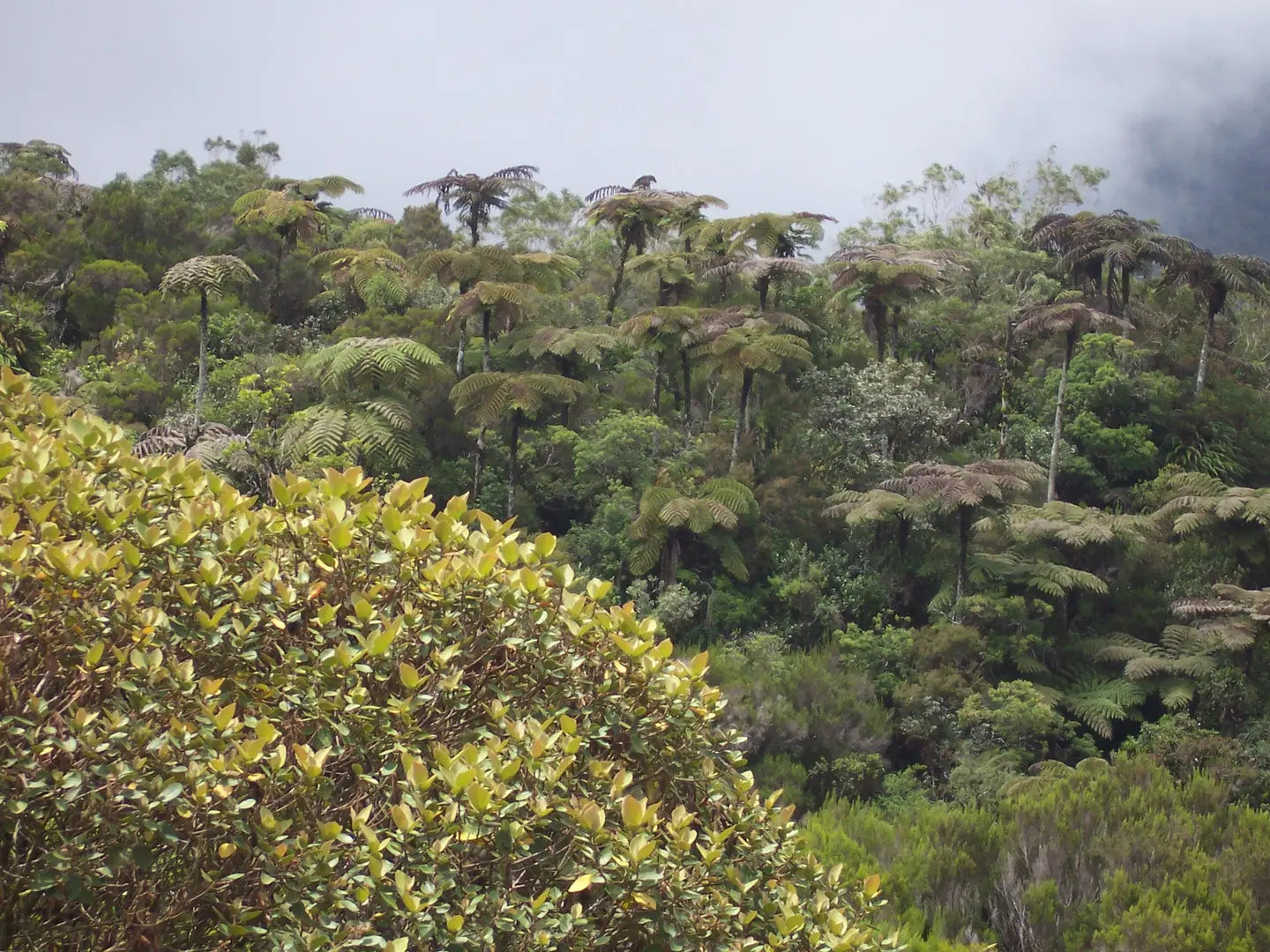 Forêt de Bébour