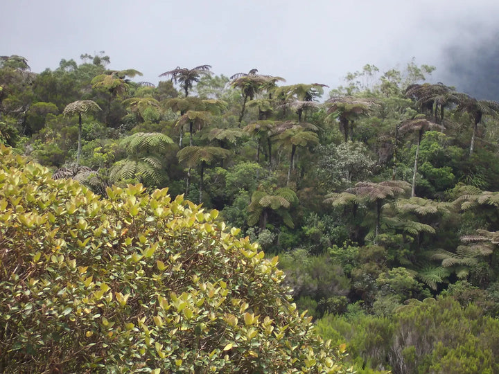 Forêt de Bébour